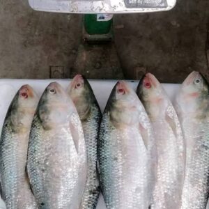 ৬ কেজি ইলিশ ৩ পিস